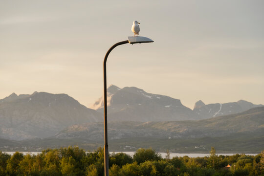 Herring Gull sitting on lamppost, Saltstraumen, Nordland, Norway