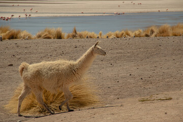 White Llama Grazing on Dry Grasses in High Altitude Desert Landscape © Lala Souza