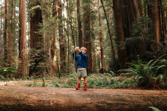 Little boy with a camera stands on a log in the forest
