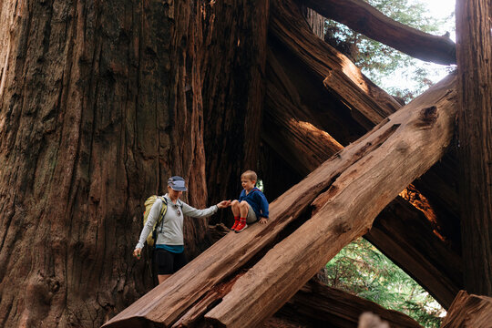 Mother and son exploring in a giant redwood forest