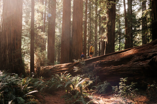 Mother and child walk along a fallen redwood tree