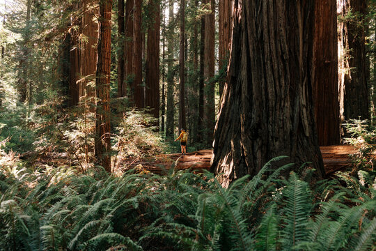 Person walking on fallen log in majestic redwood forest