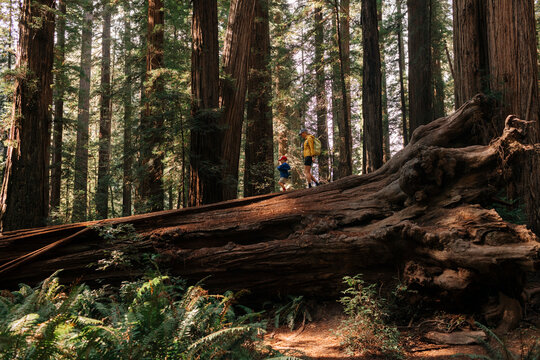 Woman and son explore giant fallen log in redwood forest