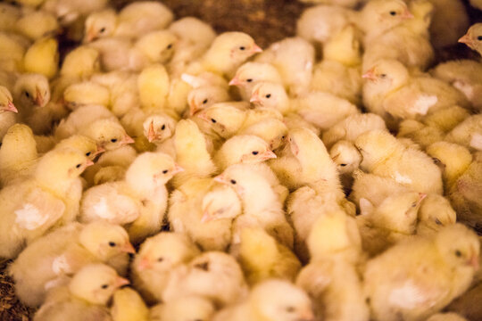 Large group of newborn baby chicks huddled together