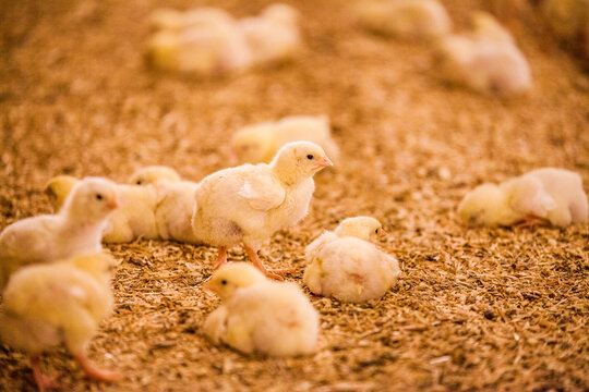 Group of newborn yellow chicks at a poultry hatchery