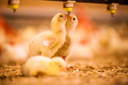 Baby chicks drink water at a commercial poultry farm