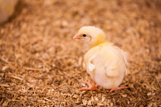 A small yellow baby chick stands on bedding