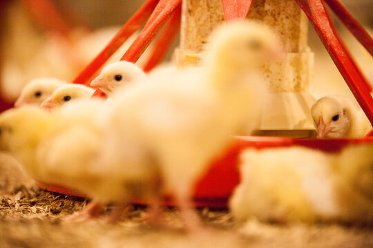Baby chicks gather around a feeder in a poultry barn