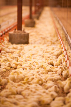 Rows of chickens crowded in a poultry barn