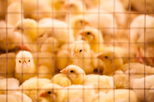 Group of baby chicks crowded inside a cage on a poultry farm