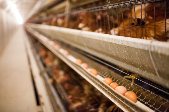 Close up of organic eggs on a production line at a poultry farm