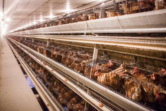 Chickens crowded in battery cages on an industrial poultry farm