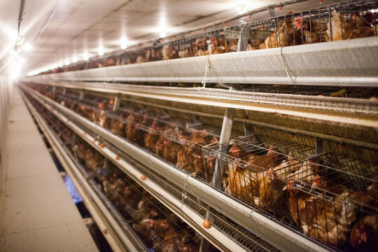 Egg laying hens in crowded battery cages at a poultry farm