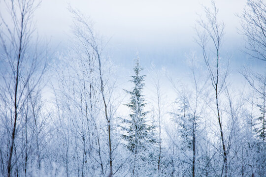 Frosted evergreen tree in a quiet winter forest