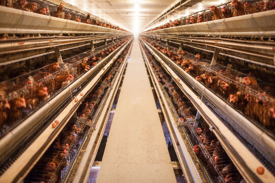 Hens in battery cages at a commercial poultry egg farm