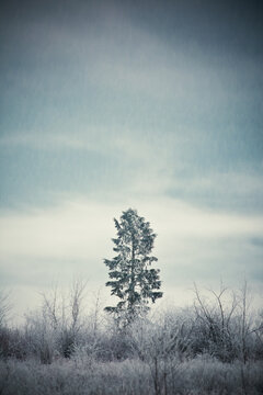 Lone frosted evergreen tree standing in a stark winter landscape