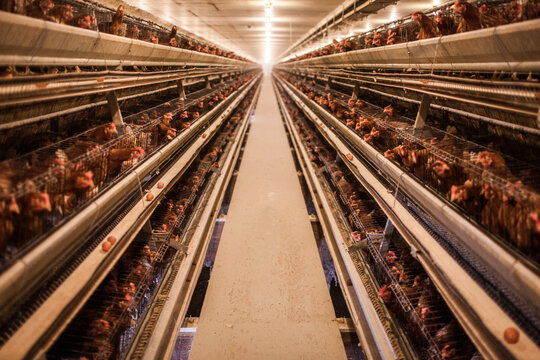 Chickens in battery cages on an industrial poultry farm