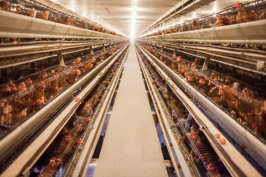 Hens in battery cages on an industrial poultry farm