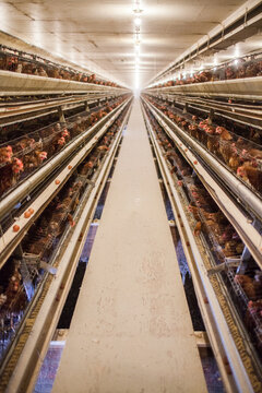 Chickens in battery cages at an industrial poultry farm