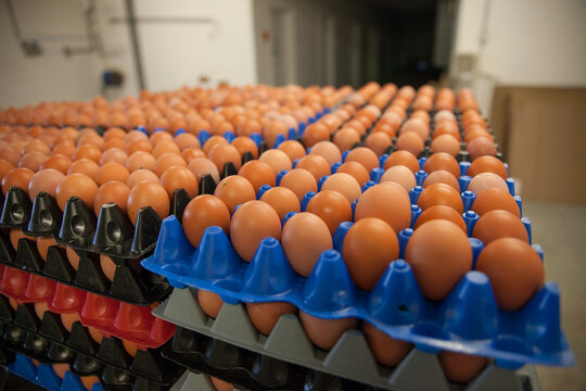 Rows of brown eggs on a pallet in a food production line