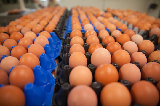Rows of brown eggs on a food production line