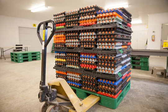 Rows of brown eggs stacked on a pallet, food production line