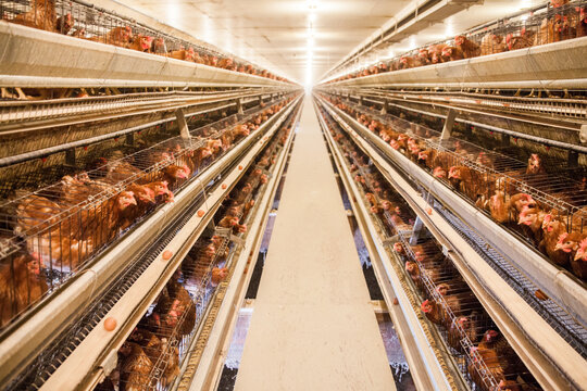Rows of battery cages filled with chickens at poultry farm