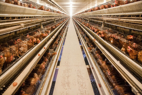 Chickens in battery cages at an industrial poultry farm