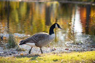Canada goose walking along lake shore with golden sunset reflections © Itzy Margaretten