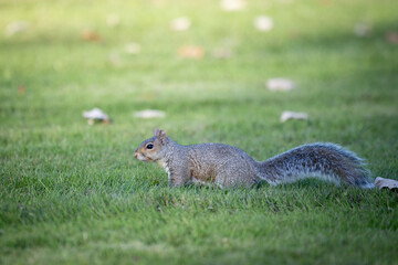 Wild gray squirrel with fluffy tail moving through mowed park grass © Itzy Margaretten