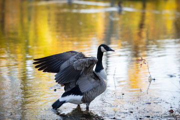 Wild goose displaying open wings in calm water with golden fall reflections © Itzy Margaretten