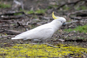 Sulphur-crested Cockatoo Walking on the Ground in Australian Bushland © Andrew