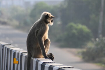 A langur monkey is seen sitting lonely on a highway bridge wall and looking into village side  © adomvaph