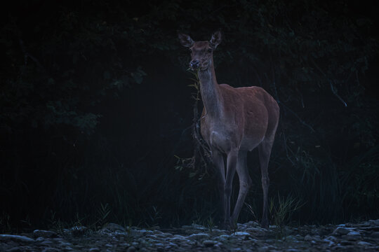 Red Deer - Cervus elaphus, large beautiful iconic animal from European forests and meadows, Poland.