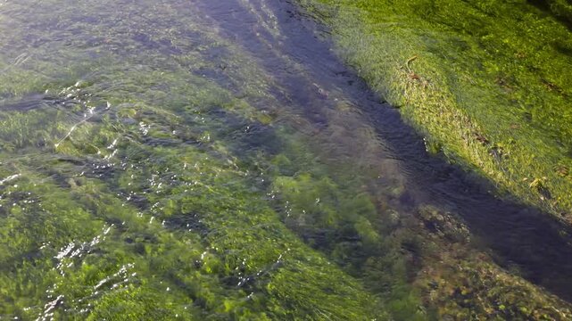 Alghe verdi nel corso d'acqua