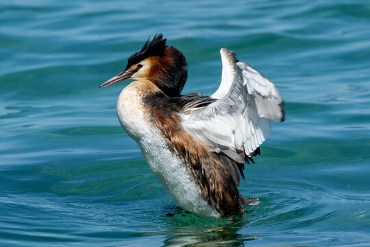 grebe, large water bird, fisherman of lakes and waterways in Europe
