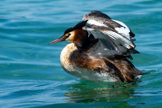 grebe, large water bird, fisherman of lakes and waterways in Europe