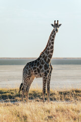A lone giraffe steps along the rim of Etosha Pan framed by the vast Etosha landscape  © Mark Butler 