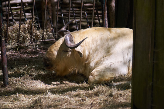 A large exotic horned animal resting peacefully on straw in an enclosure illuminated by sunlight