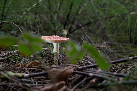 mushrooms looking in the Austrian Alps