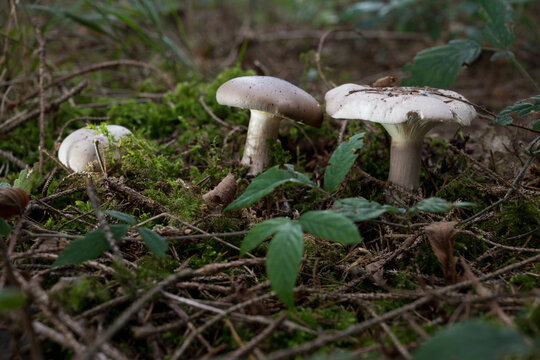 mushrooms looking in the Austrian Alps