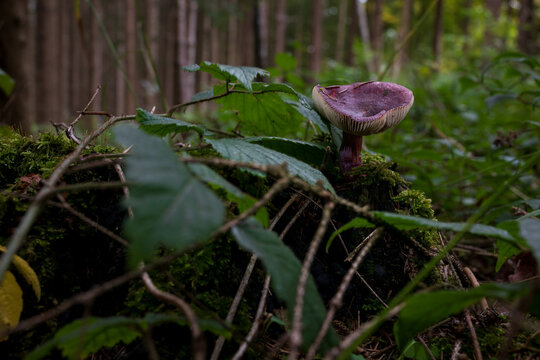 mushrooms looking in the Austrian Alps