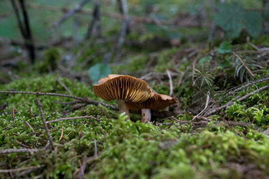 mushrooms looking in the Austrian Alps