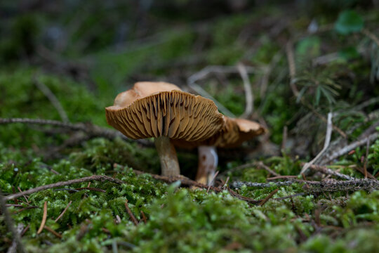 mushrooms looking in the Austrian Alps