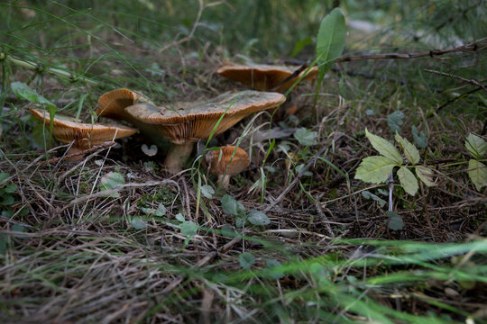 mushrooms in the grass