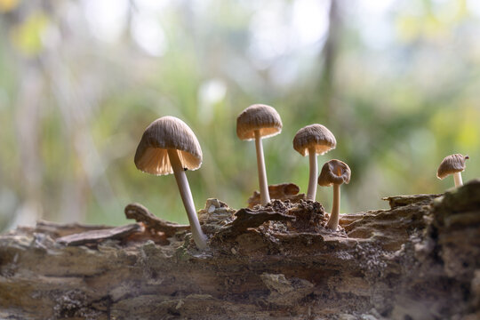 mushrooms looking in the Austrian Alps