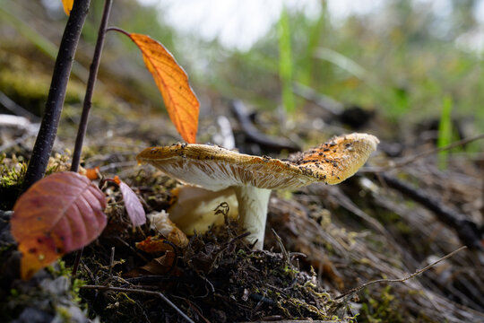 mushrooms looking in the Austrian Alps