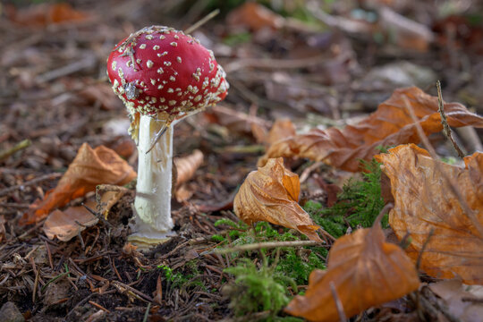 mushrooms looking in the Austrian Alps