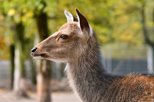 Side view of head of Cervus nippon Shika deer