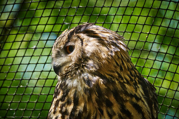 Close-up profile portrait of a magnificent Eurasian eagle-owl with detailed plumage and piercing eye © Zbigniew